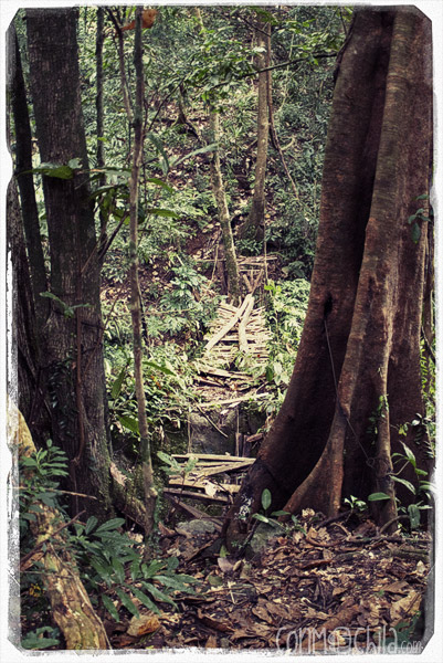 El mejor puente que encontramos en medio de la jungla