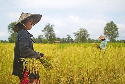 Laosianos cultivando arroz