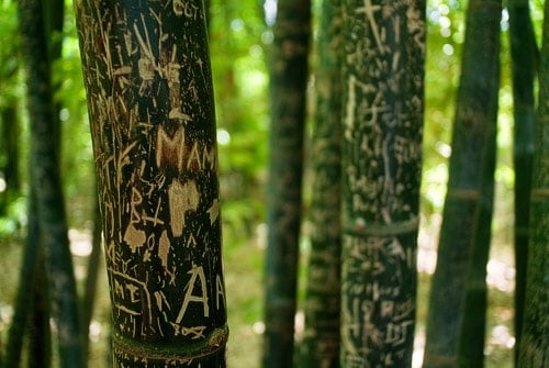 Bambú repleto de leyendas de los visitantes