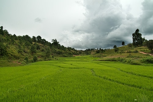 Extensos arrozales de color verde intenso