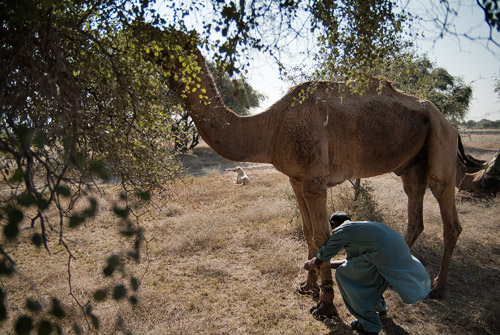 Atando las patas anteriores de los camellos