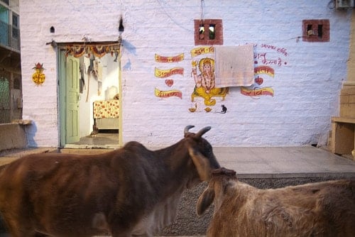 Vacas frente a una bonita vivienda pintada
