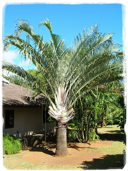 Dypsis decary (Foto ©Forest & Kim Starr)