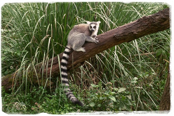 El archiconocido Lemur Catta