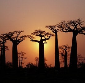 Baobabs de Kirindy Mitea