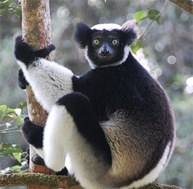Indri indri (Foto: @towelspacked)