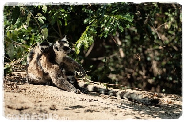 El precioso lemur de cola anillada