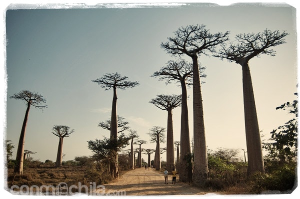 La avenida del baobab