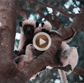 Vídeo 22 Madagascar