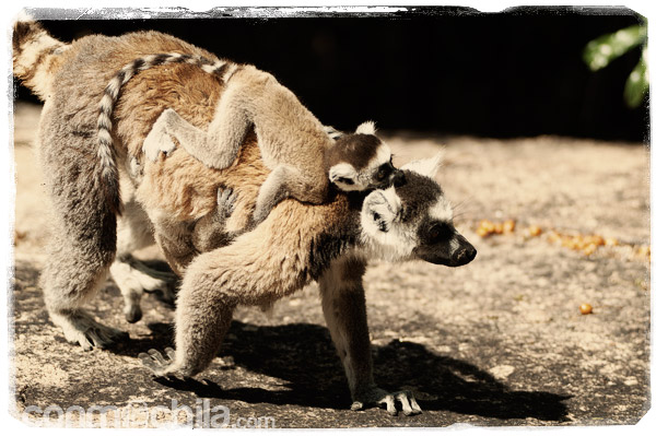 Lemur con dos crías