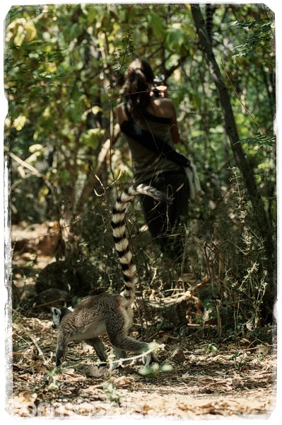 Lemur caminando mientras Carme graba