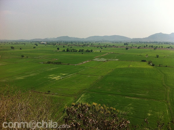 Vistas de los arrozales