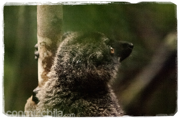 Vista de cerca del simpático lemur