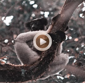 Vídeo 43 Madagascar