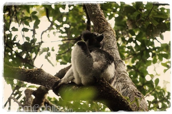 Indri en la reserva de Analamazaotra
