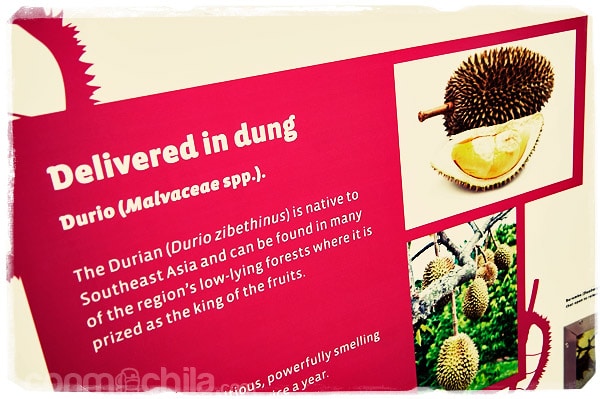 El rico durian