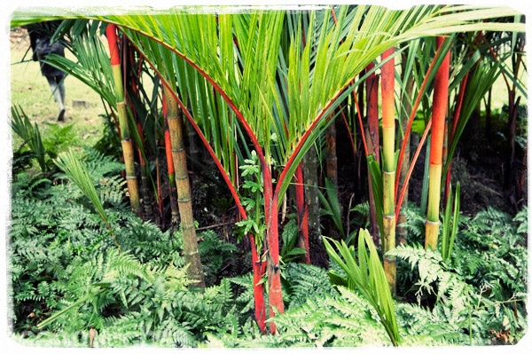 Las palmeras de tronco rojo