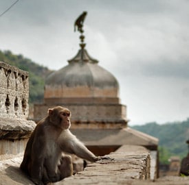 El templo Galta o de los monos de Jaipur
