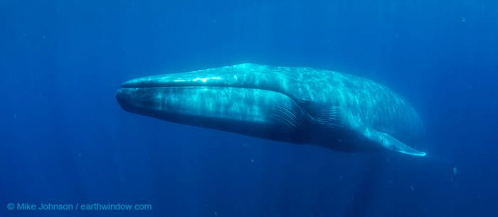 La gran ballena azul