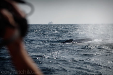 Filmando a la ballena azul