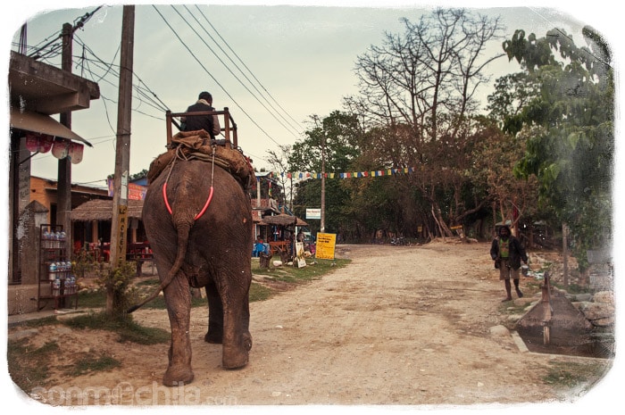 Uno de los elefantes preparado para "turistadas"