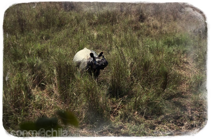 El rinoceronte que vimos