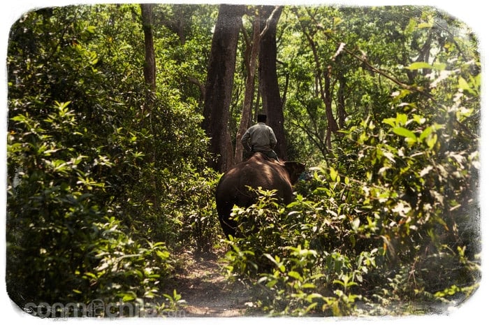 El elefante con su mahout