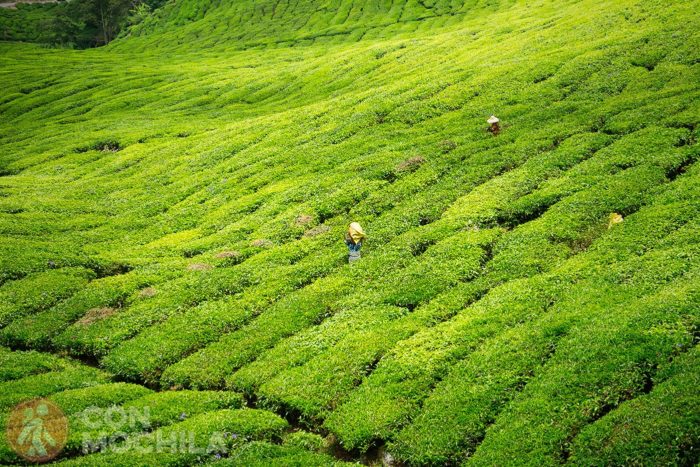 Plantaciones de té BOH en Cameron Highlands