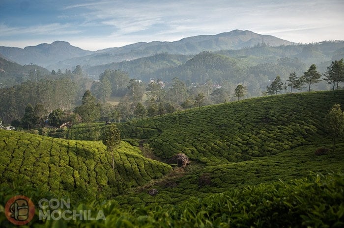 Monótono paisaje de plantaciones de té