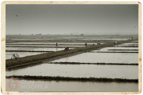 Los campos de arroz anegados de agua