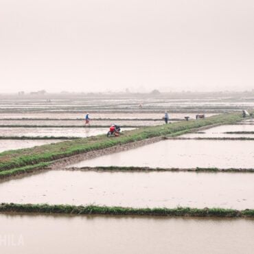 Los campos de arroz anegados de agua