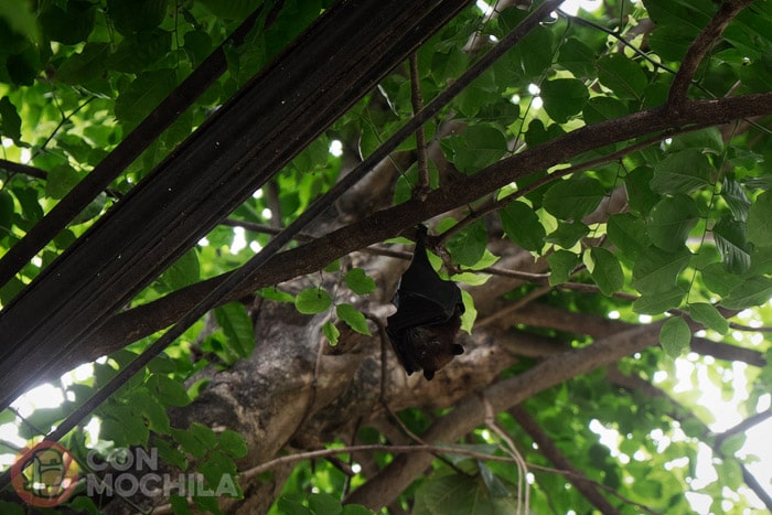 Murciélago de la fruta