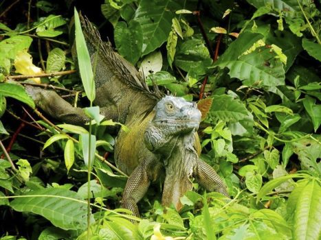 Iguana del Parque Nacional de Tortuguero