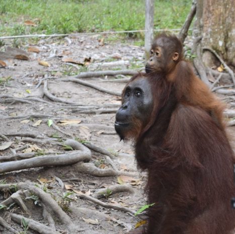 Orangutanes en Borneo
