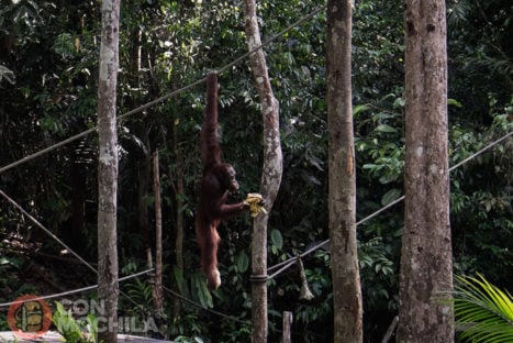 El orangután con sus plátanos