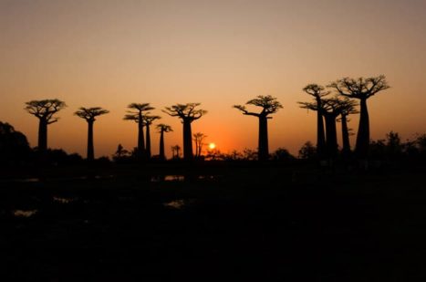 El atardecer en la Avenida de los Baobabs es una imagen inolvidable
