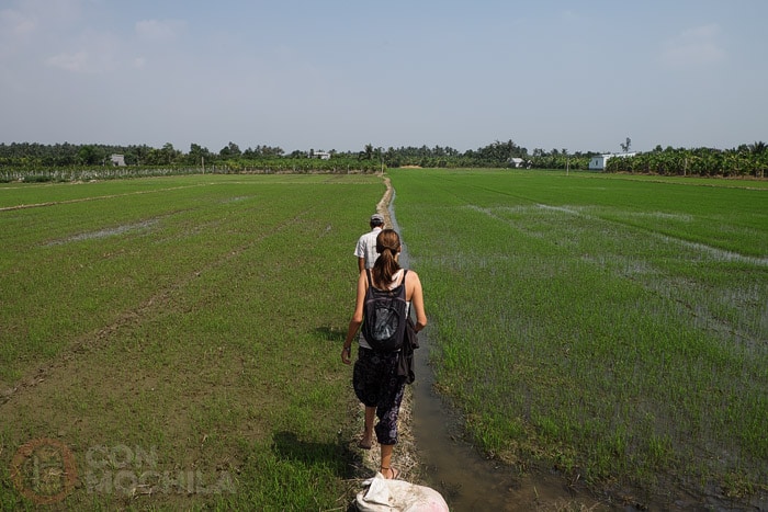 Paseando por los arrozales del delta del Mekong y sintiéndonos como en casa