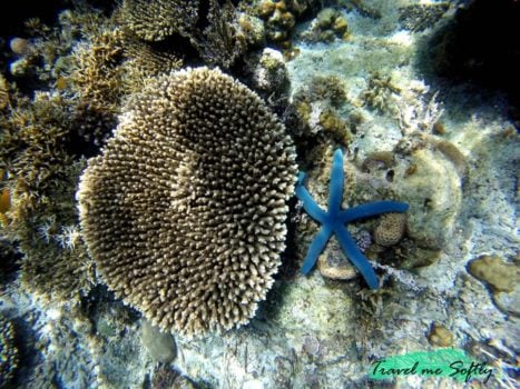 Itinerario de viaje a Filipinas: Estrella de mar y coral, El Nido