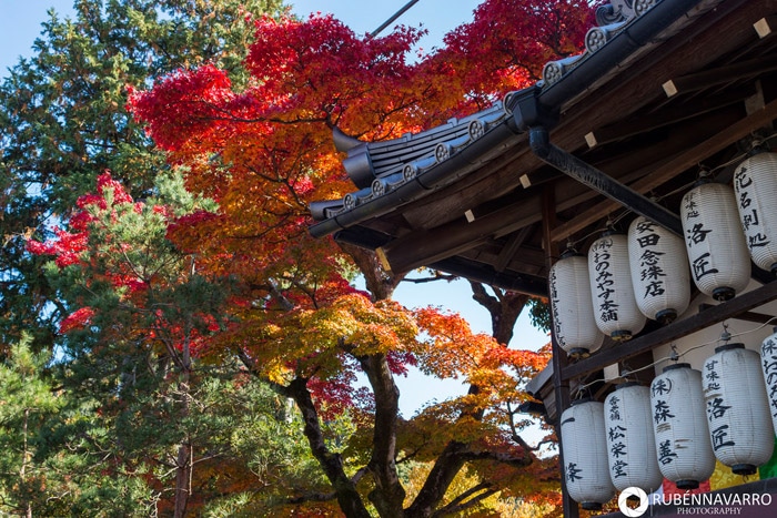 Itinerario de viaje a Japón: Arce japonés