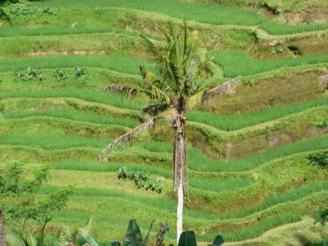 Campos de arroz de Ceking Tegallalang