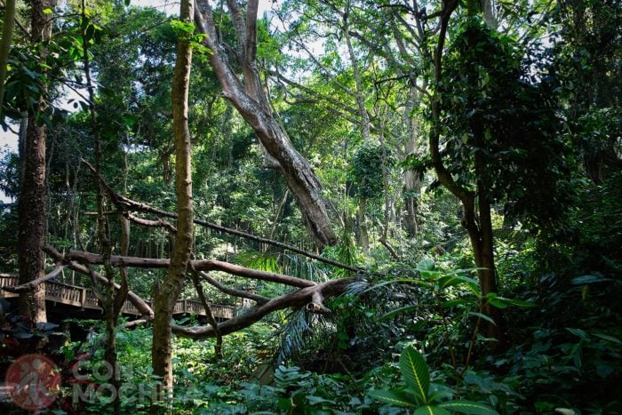 Detalle de la vegetación del Monkey Forest