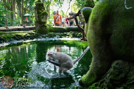 Uno de los monos bebiendo de una bonita fuente del santuario