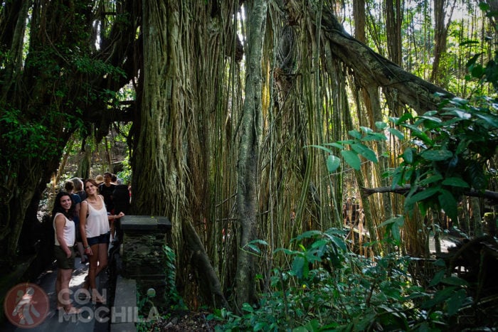 Dos chicas guapas al lado de un enorme árbol lleno de lianas