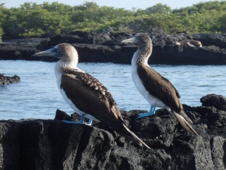 Piqueros de patas azules en las Islas Galápagos