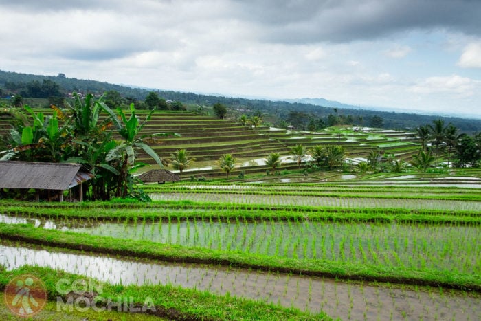 Los arrozales de Jatiluwih
