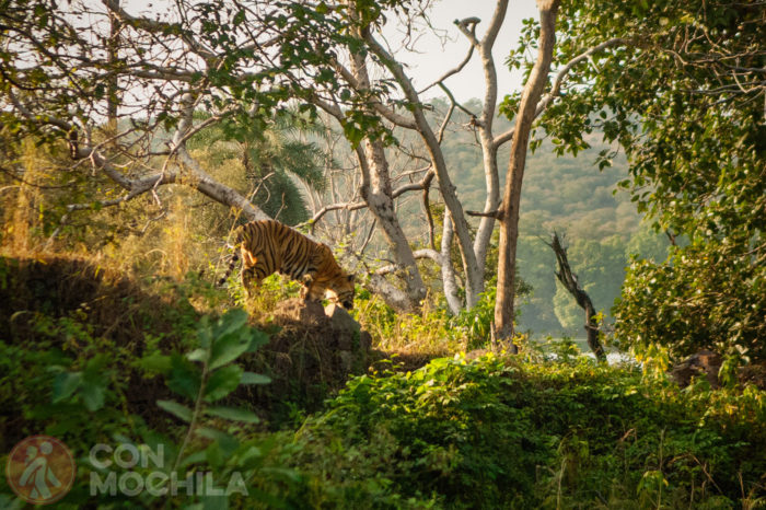 Jaipur Guia de viaje Reserva de tigres de Ranthambhore