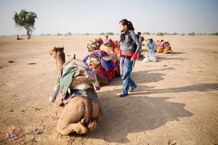 Jaisalmer Guia de Viaje Camellos