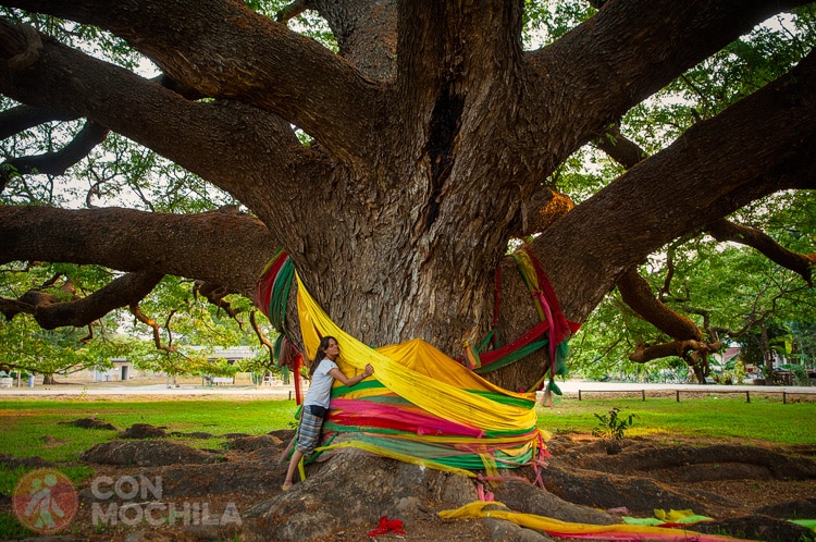 Acacia gigante / Monkey Pod Tree