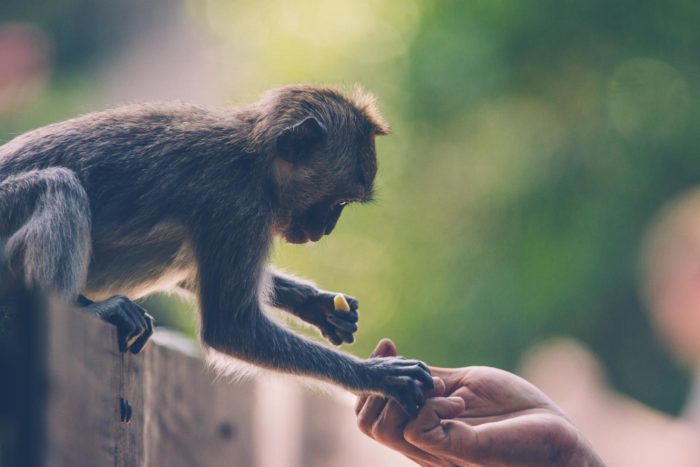 Contacto directo con un macaco