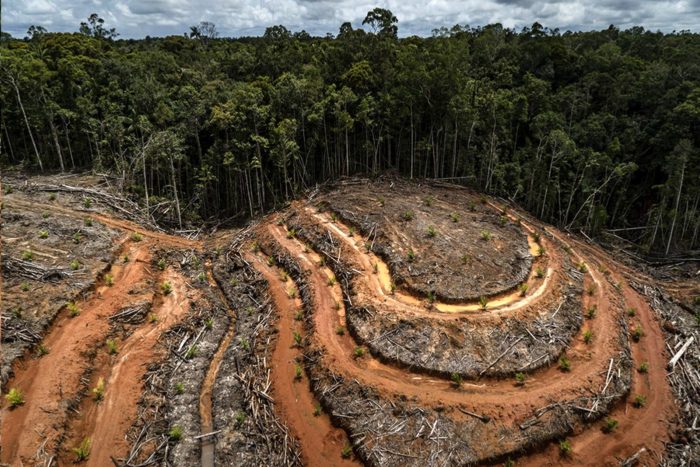 deforestación aceite de palma